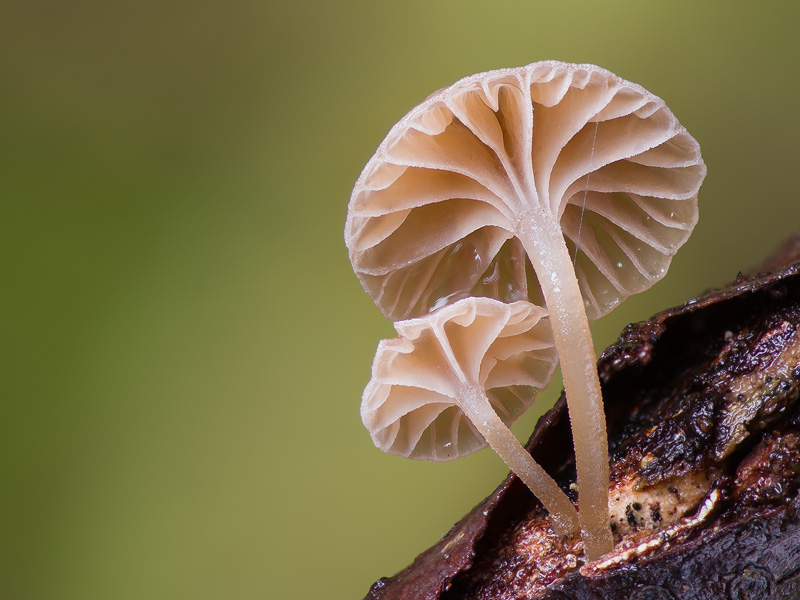 Mycena clavata